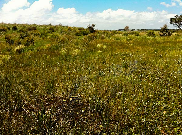 Wetland image